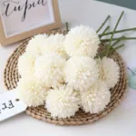 ping-pong-chrysanthemum-01-10