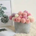 ping-pong-chrysanthemum-01-3