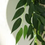 90CM-Sand-date-leaf rattan-green-4